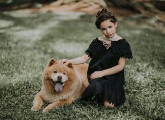 Chow Chow, una raza muy querida