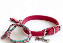 Todo sobre los tipos de collar de perro