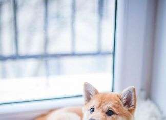 Perros famosos del mundo televisivo