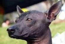 El perro viringo