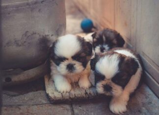 Consejos para el cuidado de un cachorro