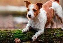 Comportamientos extraños en perros 4 formas efectiva de quitar el pelo de perro de la cama