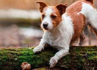 Comportamientos extraños en perros 4 formas efectiva de quitar el pelo de perro de la cama