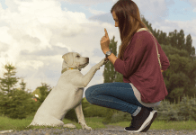 Consejos para educar a un cachorro