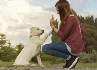 Consejos para educar a un cachorro