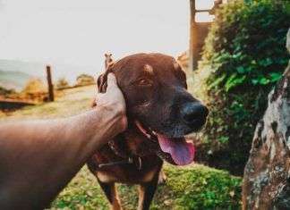 Consejos para la alimentación de un perro en verano.