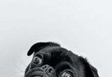 ¿Cómo saber si tu perro se siente mal?