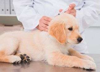 Por qué vacunar a tu perro y el calendario de vacunación completo