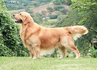 Las razas de perros más amigables