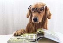 17 Curiosidades sobre los perros