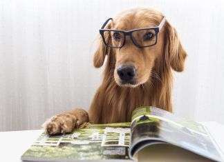 17 Curiosidades sobre los perros