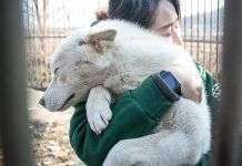 ¿Cómo rescatar a un perro en situación de abandono?