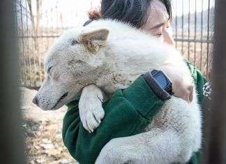 ¿Cómo rescatar a un perro en situación de abandono?