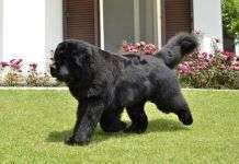 ¿Cuáles son las razas de perros más grandes del mundo?