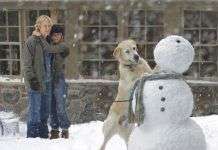 Películas sobre perros que te harán llorar