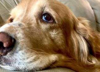 Cáncer en perros