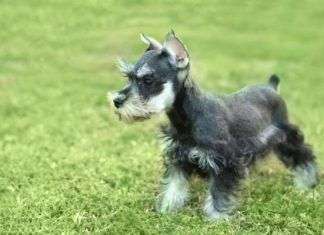 Las razas de perros más pequeños