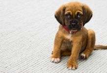 Urticaria en perros: qué hacer urticarias en perros