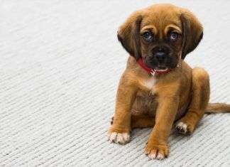 Urticaria en perros: qué hacer urticarias en perros