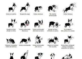 El lenguaje de los perros