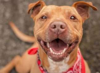 Ideas de nombres para tus perros Señales de que tu perro está absolutamente saludable