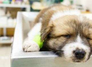 Parvovirus de los perros, síntomas y cómo tratarlo