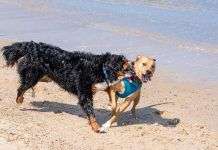 Juegos en casa para entretener a tu perro