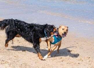 Juegos en casa para entretener a tu perro
