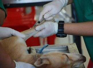 Enfermedades habituales en perros