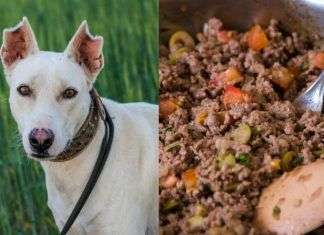 Alimentación canina: cocinar no es tan malo