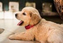 Consejos para una buena convivencia entre perros y vecinos