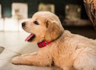 Consejos para una buena convivencia entre perros y vecinos