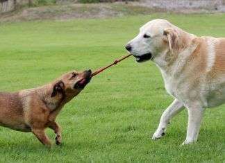 Los mejores juguetes para perros en 2022