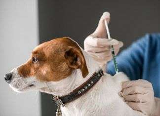 Cómo prevenir enfermedades de perros