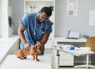 Top Veterinarios, la nueva plataforma para cuidar de tu mascota Top Veterinarios