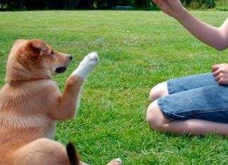 Trucos para el adiestramiento de perros