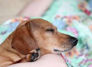 La alimentación del dachshund o teckel