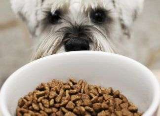 Consejos útiles para la alimentación de nuestros perros