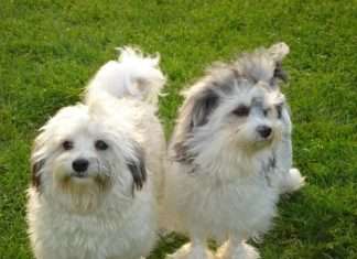 Estos son los 4 perros más caros del mundo Estos son los perros más caros del mundo