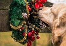 Cómo proteger a nuestras mascotas esta Navidad proteger a nuestras mascotas en navidad