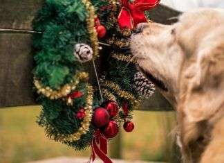 Cómo proteger a nuestras mascotas esta Navidad proteger a nuestras mascotas en navidad