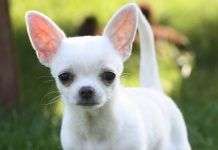 🐕 10 Consejos para Cuidar a Tu Perro Durante el Invierno ❄️🐶 El oído de los perros Vs el de los humanos