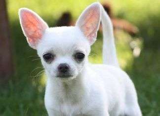 🐕 10 Consejos para Cuidar a Tu Perro Durante el Invierno ❄️🐶 El oído de los perros Vs el de los humanos