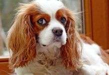 ¿Qué raza de perro es más probable que tenga cáncer? ¿Cuánto tiempo lleva entrenar a un cachorro para ir al baño?