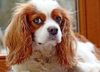 ¿Qué raza de perro es más probable que tenga cáncer? ¿Cuánto tiempo lleva entrenar a un cachorro para ir al baño?