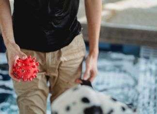 Tipos de juguetes para perro juguetes para perro