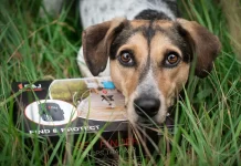 Las ventajas de un GPS para perros sin cuota mensual Los mejores GPS para perros