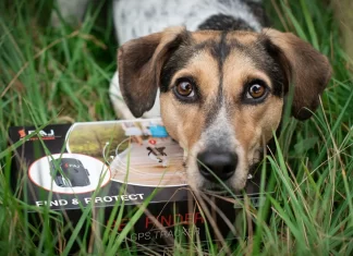 Las ventajas de un GPS para perros sin cuota mensual Los mejores GPS para perros