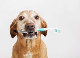 ¿Cómo cepillar los dientes de tu cachorro? Descubre aquí cómo hacerlo en minutos ¿Cómo cepillar los dientes de tu cachorro? Descubre aquí cómo hacerlo en minutos