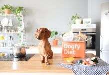 Las mejores comidas para perros y cachorros Platos caseros para perros